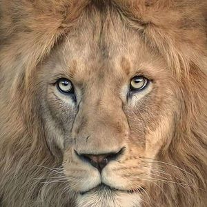 Meet your Posher, Reagan